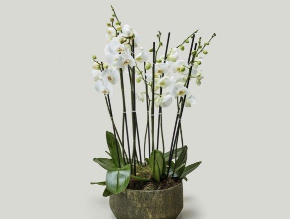 orchidėja