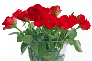 raudonos rozes